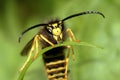 Paper wasp drinking water Royalty Free Stock Photo