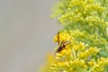 Paper wasp gathering nectar