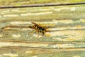 Paper Wasp gathering wood fibers for nest building. A yellow and black wasp. Outside on a wooden plank. Seen from the