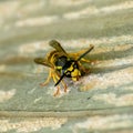 Paper Wasp gathering wood fibers for nest building. A yellow and black wasp. Outside on a wooden plank. Seen from the front.