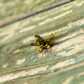 Paper Wasp gathering wood fibers for nest building. A yellow and black wasp. Outside on a wooden plank. Seen from the