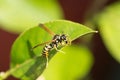 Paper wasp at green leaves macro