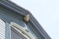 Paper wasp nest attached to the roof peak of an old house Royalty Free Stock Photo