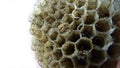 Paper wasp nest