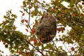 Paper Wasp Nest