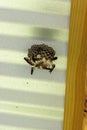 Paper wasp on nest