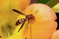 Paper wasp, polistes annularis