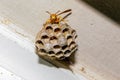 Paper Wasp - Polistes exclamans - guarding a nest with eggs and pupa