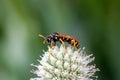 The paper wasp Polistes gallicus