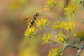 Paper wasp Polistes gallicus, Malta, Mediterranean