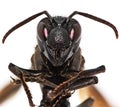 Paper wasp portrait isolated on white background Royalty Free Stock Photo