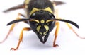 Paper wasp portrait Polistes dominula Royalty Free Stock Photo