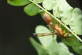 Paper wasp queen on tree, Polistes gallicus, Satara, Maharashtra