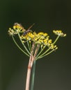 A Paper Wasp on a Rue plant