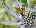 Paper wasp on sea holly flower