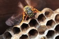 Paper Wasp sitting on cell nest