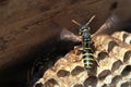 Paper Wasp sitting on nest
