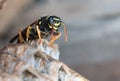 Paper Wasp sitting on nest