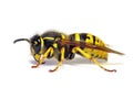 Paper wasp Vespula germanica Royalty Free Stock Photo