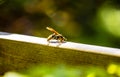 A paper wasp on wood in garden.