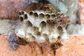 Paper wasps building colony at brick wall