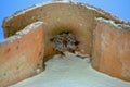 Paper wasps building a nest under a Spanish roof tile Royalty Free Stock Photo