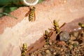 Paper Wasps collecting water 2