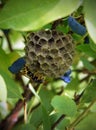 Paper wasps construct nest Royalty Free Stock Photo