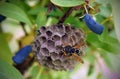 Paper wasps construct nest Royalty Free Stock Photo