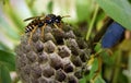 Paper wasps construct nest Royalty Free Stock Photo