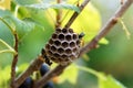 Paper wasps construct nest Royalty Free Stock Photo