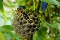Paper wasps construct nest Royalty Free Stock Photo