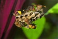 Paper wasps on larvae cells