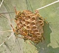 Paper wasps and nest
