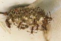 Paper wasps with nests