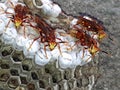 Paper wasps protecting the nest Royalty Free Stock Photo