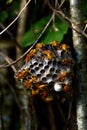 Paper wasps in Rarotonga Cook Islands Royalty Free Stock Photo