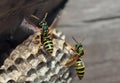 Paper wasps sitting on nest Royalty Free Stock Photo