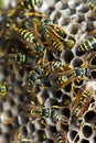 Paper wasps tending nest