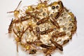 Paper wasps Royalty Free Stock Photo