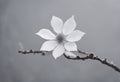 Paper white background from Japanese hand made pastel craft grey white mulberry flower rough textured Recycled plain clean eco Royalty Free Stock Photo