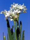 Paper White Narcissus Royalty Free Stock Photo