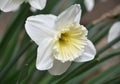 Gorgeous White Narcissus Flower Blossom Blooming in Garden Royalty Free Stock Photo