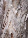 PaperBark Royalty Free Stock Photo