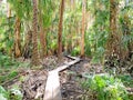 Paperbark Forest Boardwalk Agnes Water Queensland Australia