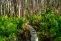 Paperbark Forest Boardwalk in Agnes Water, Queensland, Australia