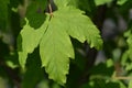 Paperbark maple Royalty Free Stock Photo