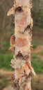 Paperbark Maple tree trunk Royalty Free Stock Photo