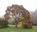 Paperbark Tree In Autumn Mist
