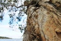 Paperbark tree Royalty Free Stock Photo